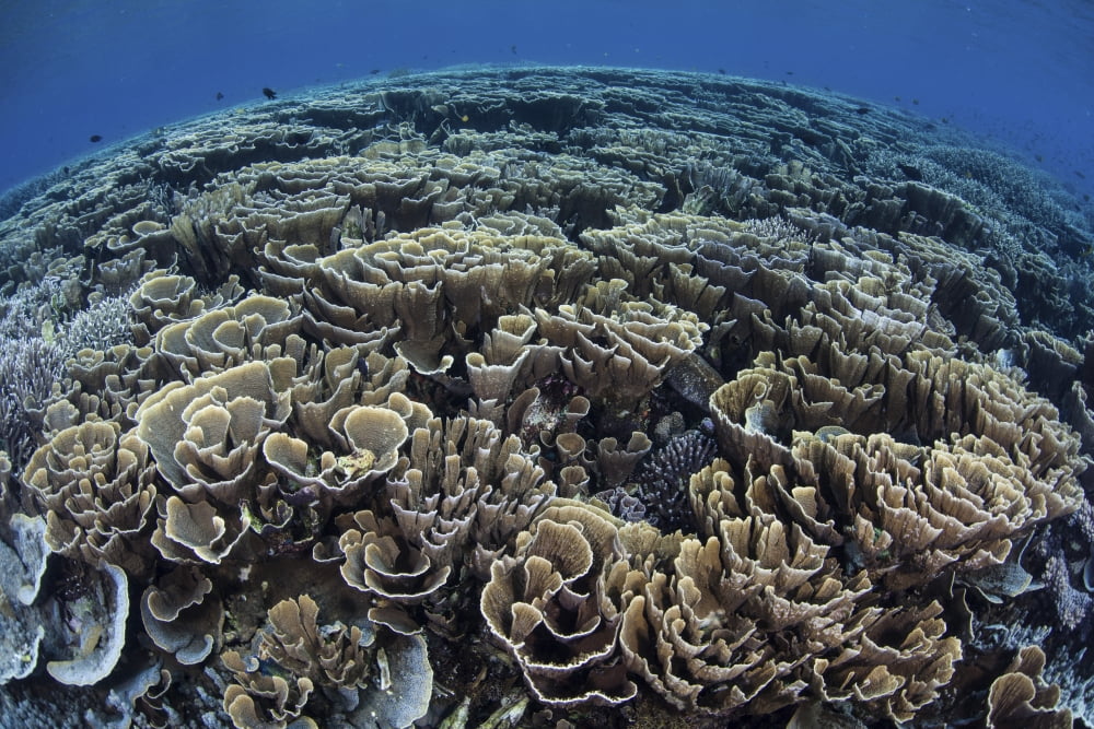 Fragile corals grow in shallow water in Komodo National Park Canvas Art - Ethan DanielsStocktrek Images (17 x 12)