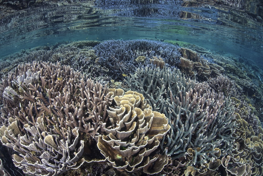 Fragile corals grow in shallow water in Komodo National Park Canvas Art - Ethan DanielsStocktrek Images (34 x 23)