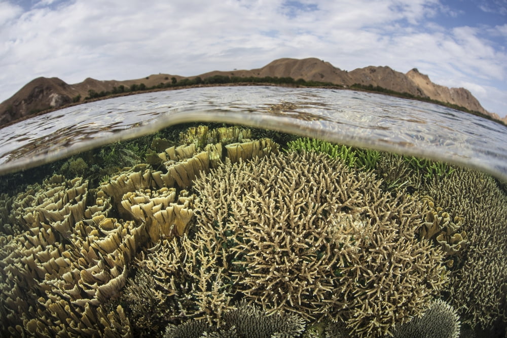 Fragile corals grow in shallow water in Komodo National Park Canvas Art - Ethan DanielsStocktrek Images (34 x 23)