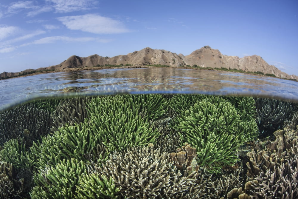 Fragile corals grow in shallow water in Komodo National Park Canvas Art - Ethan DanielsStocktrek Images (34 x 23)