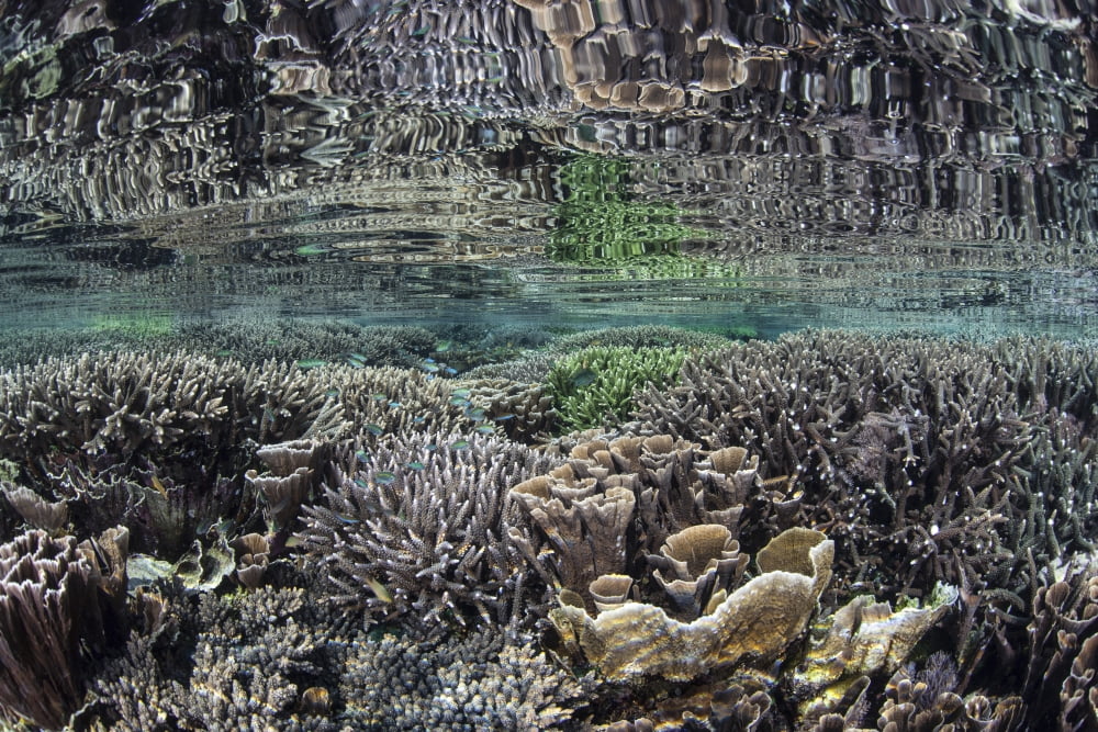 Fragile corals grow in shallow water in Komodo National Park Canvas Art - Ethan DanielsStocktrek Images (34 x 23)