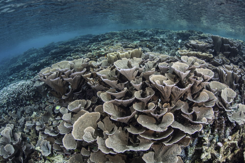 Fragile corals grow in shallow water in Raja Ampat Indonesia Canvas Art - Ethan DanielsStocktrek Images (17 x 12)