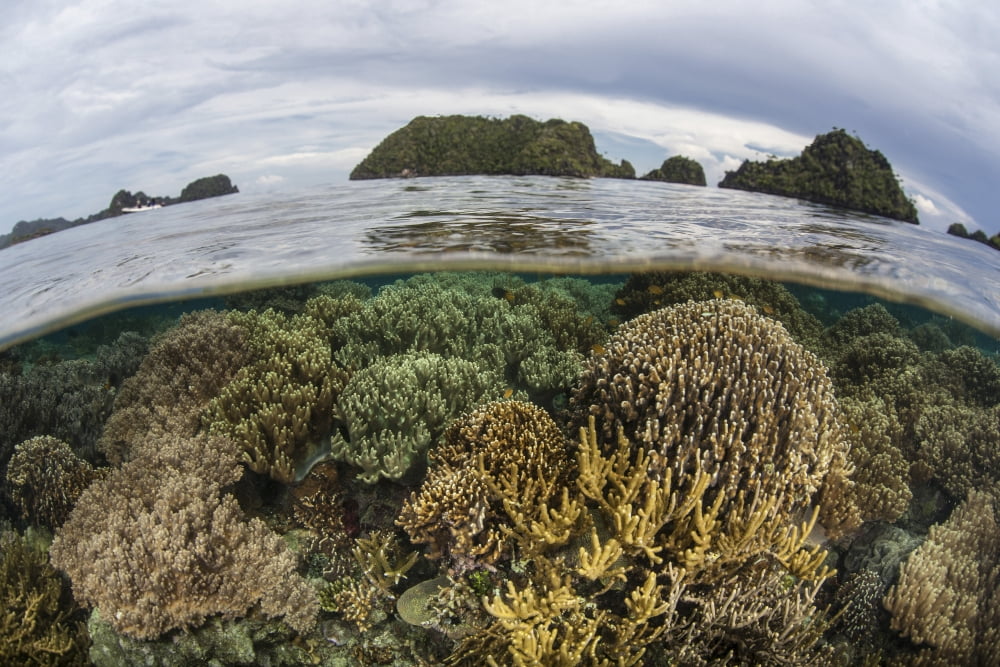 Fragile corals grow in shallow water in Raja Ampat Indonesia Canvas Art - Ethan DanielsStocktrek Images (17 x 12)