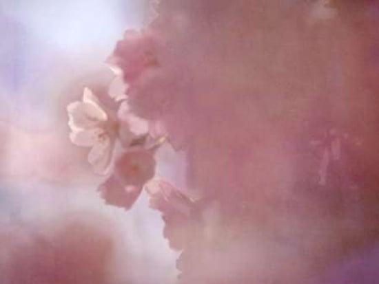 Fragrance Canvas Art - Roberta Murray (18 x 24)