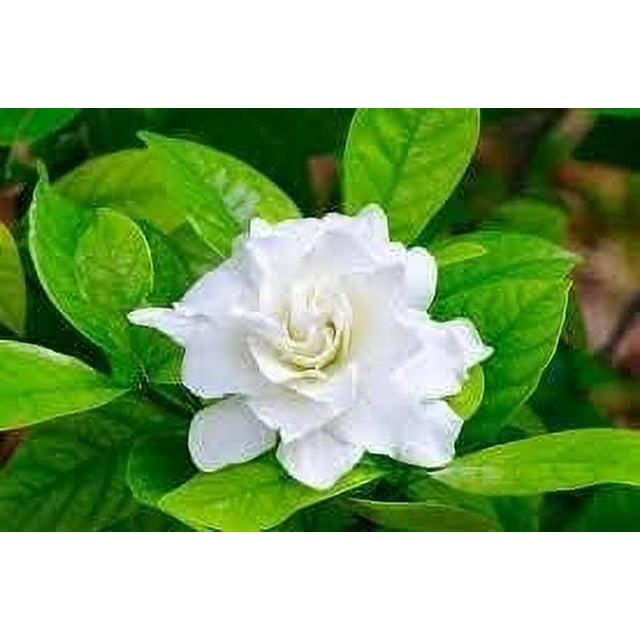 Fragrance Oil 16 oz Bottle Premium Grade for Candle and Soap Making by