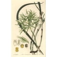 thumbnail image 1 of Fragrant Brassavola Orchid, Brassavola Nodosa Poster Print By ® Florilegius Mary Evans (18 X 24), 1 of 4