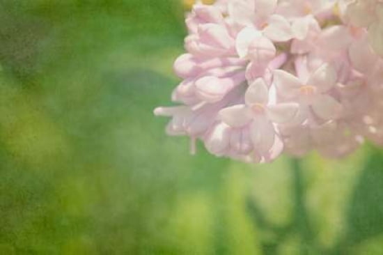 Fragrant Canvas Art - Roberta Murray (24 x 36)