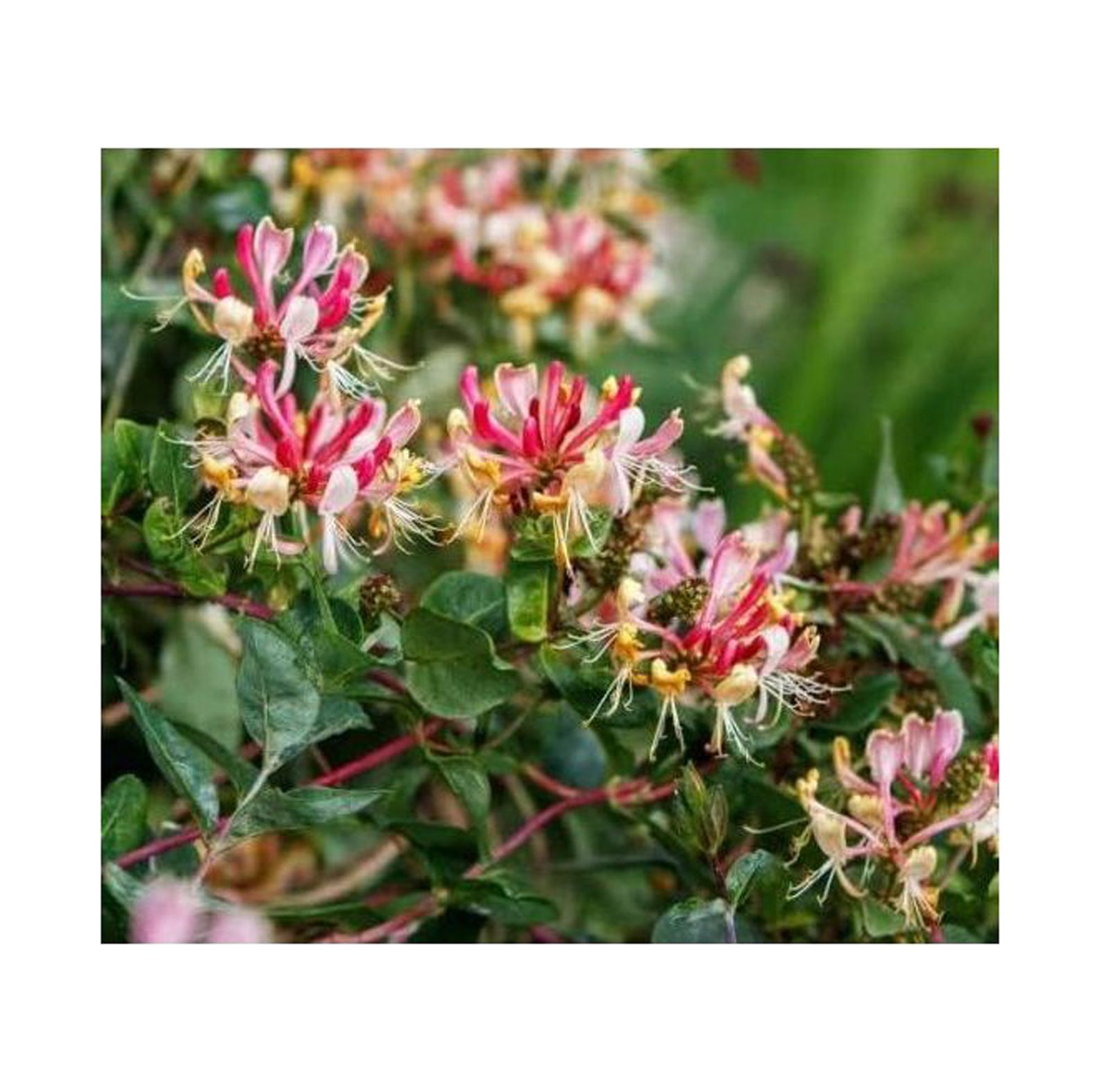 Fragrant Cloud Honeysuckle in 3.5 inch Pot, Beautiful Fragrant Climber!!
