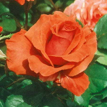 Fragrant Cloud Hybrid Tea Rose Dormant Bare Root Shrub