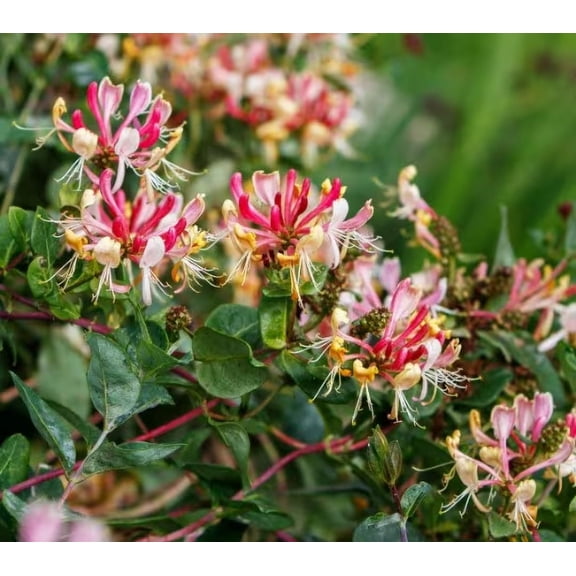 Fragrant Cloud Pink Honeysuckle in 3.5 inch pot, Beautiful Fragrant Climber!!