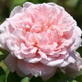 thumbnail image 1 of Fragrant Masterpiece™ Shrub Rose by Heirloom Roses - Fragrant Rose Bush, 1 of 1