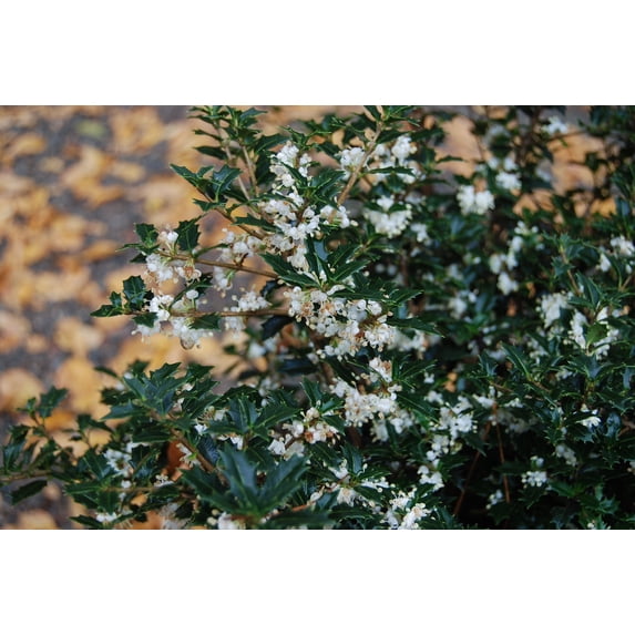 Fragrant Princess Dwarf Tea Olive ( 'Kaori Hime' osmanthus ) - Live ...