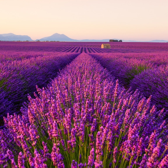 Fragrant Purple Lavender Bush Live Plant in 4 Inches Pot, Lavandula Stoechas, Dark Purple Blue Shrubs for Outdoor Planting