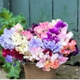 thumbnail image 1 of Fragrant Sweet Peas 100 Seeds Royal Family (Lathyrus odoratus), 1 of 3