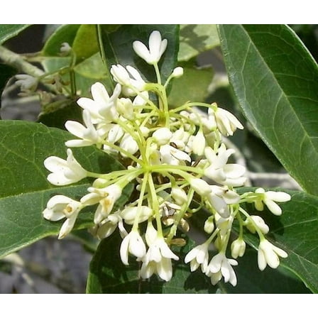Fragrant Tea Olive ( Osmanthus ) - Live Plant - ( 2.5 QT ) - Full Sun - Fragrant Flowers