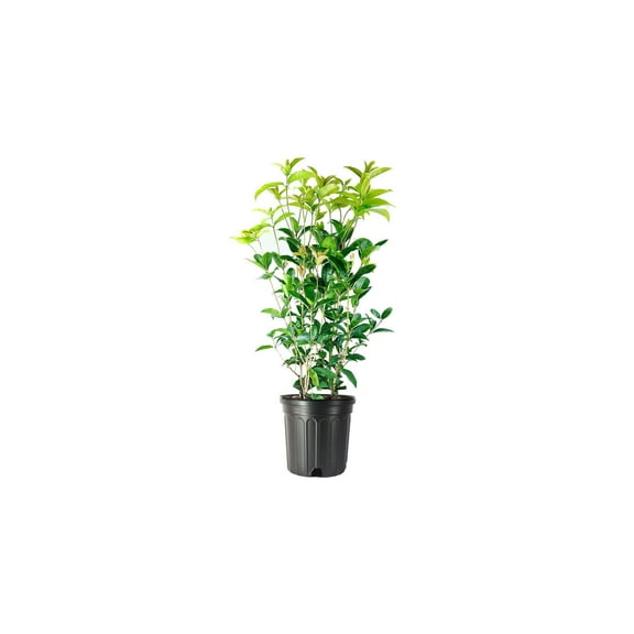 Fragrant Tea Olive Shrub 1 Extra Large 3 Gallon Plant Osmanthus Fragrans Blooming Specimen