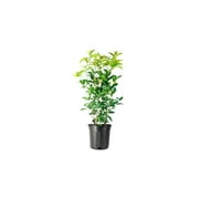 Fragrant Tea Olive Shrub 1 Extra Large 3 Gallon Plant Osmanthus Fragrans Blooming Specimen