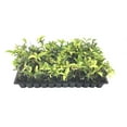thumbnail image 1 of Fragrant Tea Olive Shrub - 60 Live Plants - Osmanthus Fragrans, 1 of 5