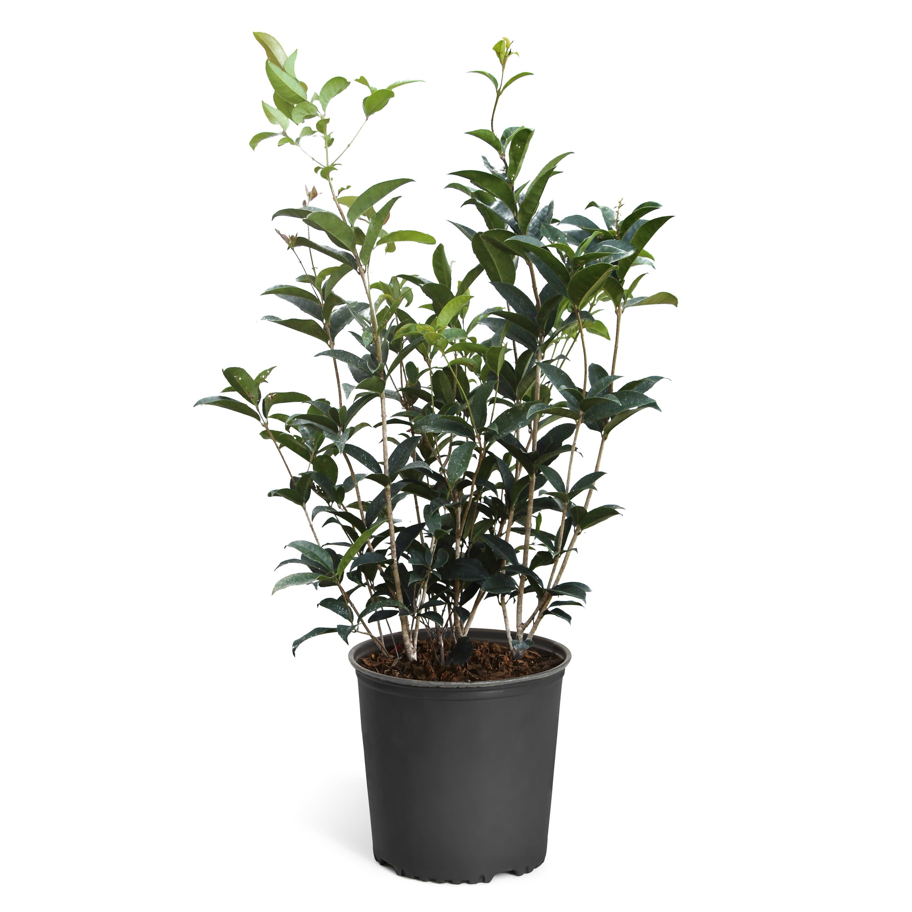 Fragrant White Blooming Tea Olive in 3-Gallon Container