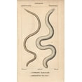 thumbnail image 1 of Frail Caecilian, Caecilia Gracilis, Typhlopsa Poster Print By ® Florilegius Mary Evans (24 X 36), 1 of 4