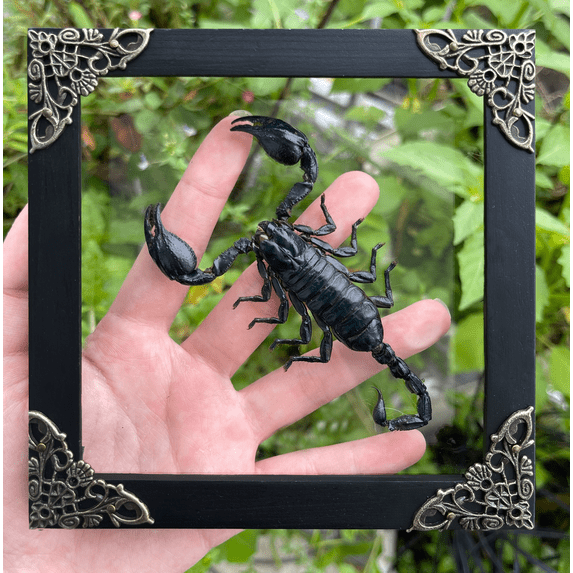 Frame Shadow Box Scorpion Display Art Wall Decor Curiosity Cabinet Nature Decoration Gift For Women Desk Tabletop Or Wall Hanging Black Frame Home Decor K14-51-KINH