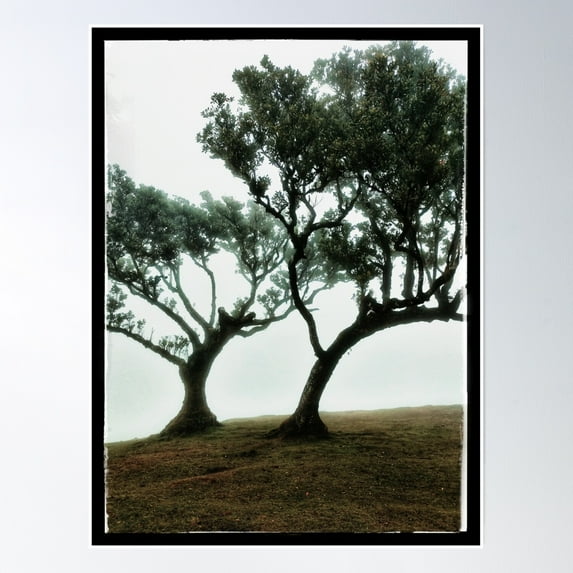 Frame Your Forest Green 2 Poster Wall Art, Modern Wall Decor, 16x24 UNFRAMED