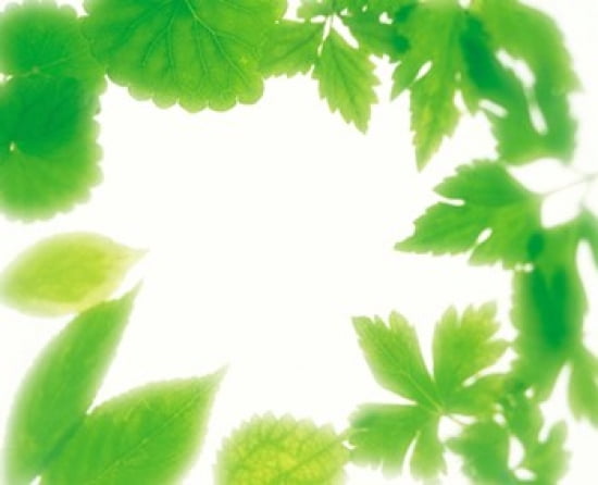 Frame of Fresh Green Leaves on Shiny Background Canvas Art - Panoramic Images (24 x 20)