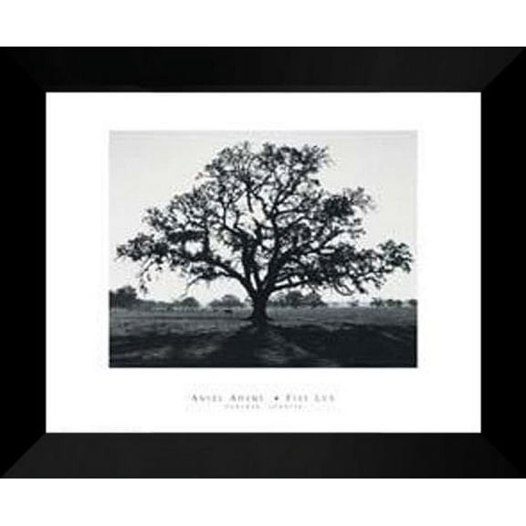 FrameToWall - Ansel Adams FRAMED Art Print 20x24 "Oak Tree Sunrise"