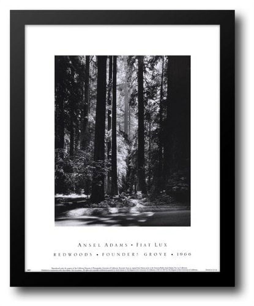 FrameToWall - Redwoods, Founders Grove 15x18 Framed Art Print by Adams ...