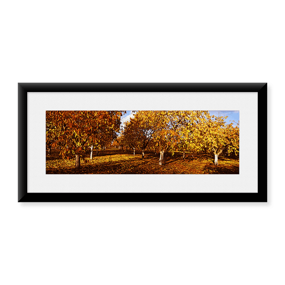 Framed Art Print, Almond Trees during autumn in an orchard by Panoramic Images, 25-7/8" x 9-7/8"