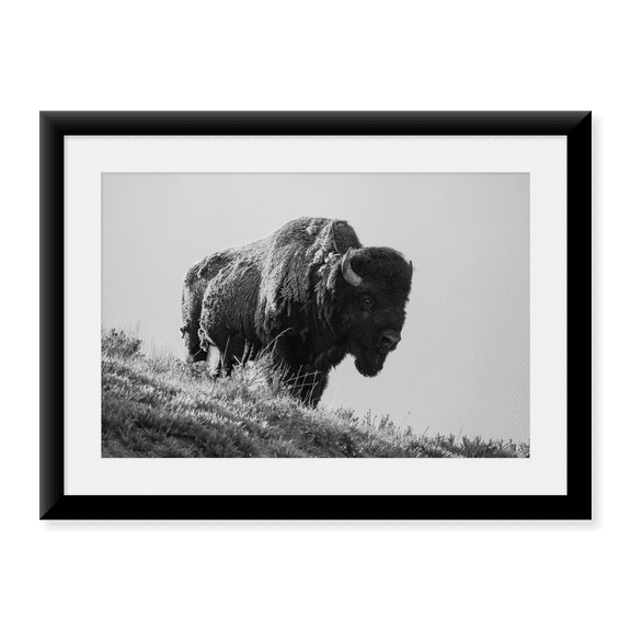 Framed Art Print, Bison, Yellowstone National Park by David Restivo, 17-7/8" x 21-7/8"