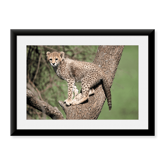 Framed Art Print, Cheetah cub (Acinonyx jubatus) climbing a tree by Panoramic Images, 17-7/8" x 21-7/8"