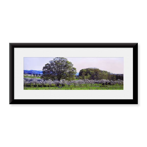 Framed Art Print, Cherry trees in an Orchard by Panoramic Images, 37-7/8" x 13-7/8"
