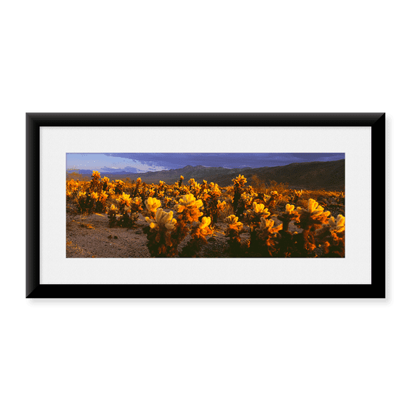 Framed Art Print, Cholla cactus at sunset by Panoramic Images, 11-7/8" x 17-7/8"