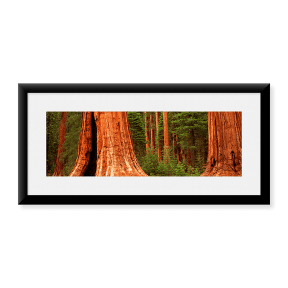Framed Art Print, Giant sequoia trees in a forest by Panoramic Images, 25-7/8" x 9-7/8"