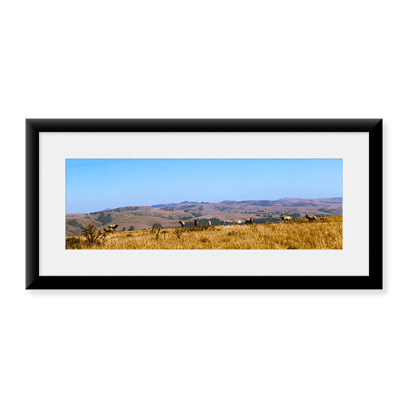 Framed Art Print, Herd of Roosevelt elk (Cervus canadensis roosevelt by Panoramic Images, 25-7/8" x 9-7/8"