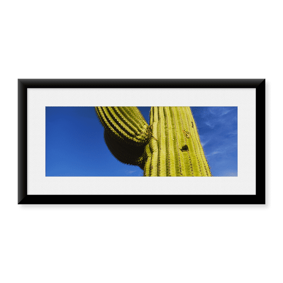 Framed Art Print, Low angle view of Saguaro cactus (Carnegiea gigant by Panoramic Images, 31-7/8" x 11-7/8"