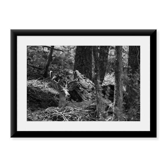 Framed Art Print, Mule Deer Buck, Beaver Ponds Trail, Yellowstone National Park by The Yellowstone Collection, 17-7/8" x 21-7/8"
