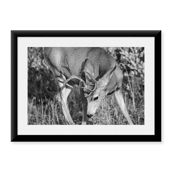 Framed Art Print, Mule Deer Buck, Swan Lake Flat, Yellowstone National Park by The Yellowstone Collection, 17-7/8" x 21-7/8"