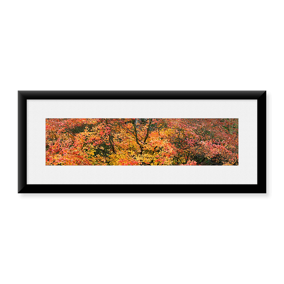 Framed Art Print, Multi-Colored Autumn Leaves by Panoramic Images, 25-7/8" x 9-7/8"