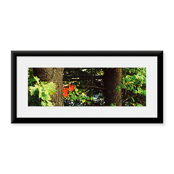 Framed Art Print, Red Maple Leaves by Panoramic Images, 37-7/8" x 13-7/8"