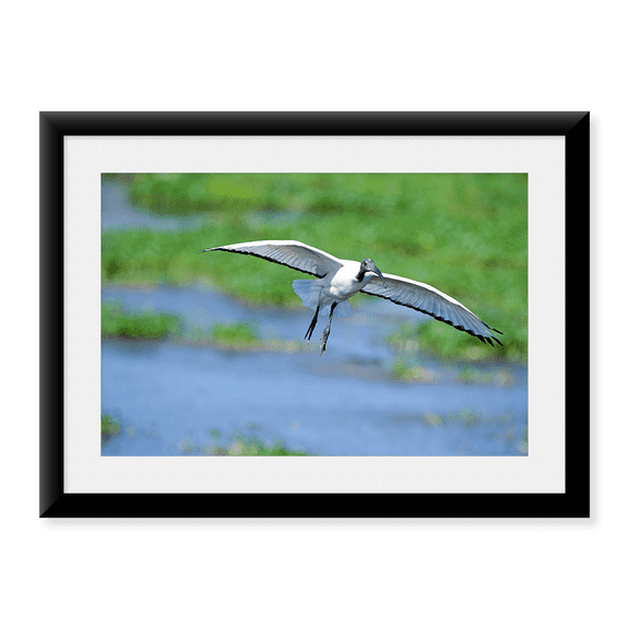 Framed Art Print, Sacred ibis (Threskiornis aethiopicus) in flight by Panoramic Images, 17-7/8" x 21-7/8"