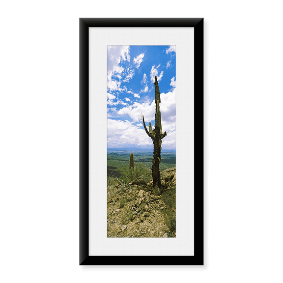Framed Art Print, Saguaro cactus on a hillside by Panoramic Images, 37-7/8" x 13-7/8"