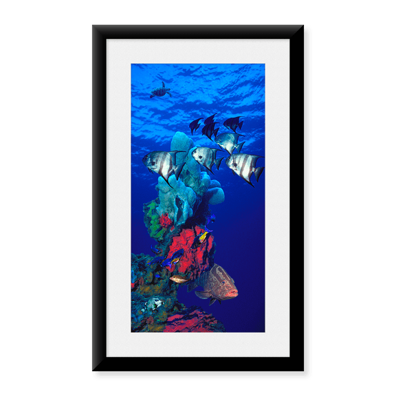 Framed Art Print, Spadefishes with Nassau Grouper (Epinephelus stria by Panoramic Images, 14-3/8" x 21-7/8"