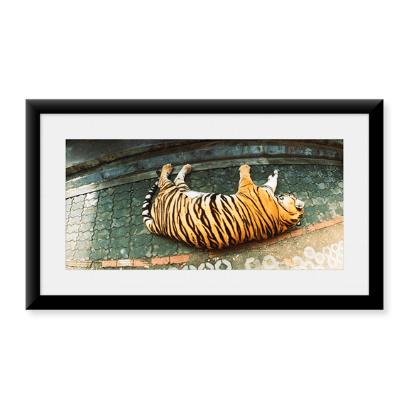 Framed Art Print, Tiger (Panthera tigris) sleeping in a tiger reserv by Panoramic Images, 14-3/8" x 21-7/8"