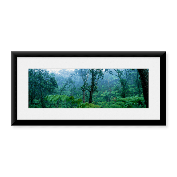 Framed Art Print, Trees in a rainforest by Panoramic Images, 25-7/8" x 9-7/8"
