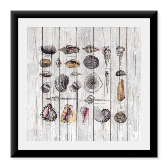 Framed Art Print, Vintage Shells by Andrea Haase, 17-7/8" x 21-7/8"