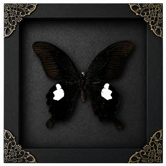 Framed Black Papilio Butterfly Black Shadow Box Nature Curiosity Decor Wall Hanging Tabletop Reading Room Gallery Artwork Gift K16-16-DE