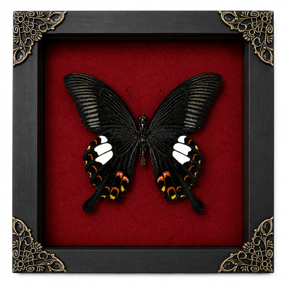 Framed Black Papilio Butterfly Red Shadow Box Nature Curiosity Decor Wall Hanging Tabletop Reading Room Gallery Artwork Gift K16-16-DO