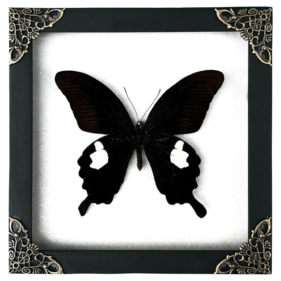 Framed Black Papilio Butterfly White Shadow Box Nature Curiosity Decor Wall Hanging Tabletop Reading Room Gallery Artwork Gift K16-16-TR